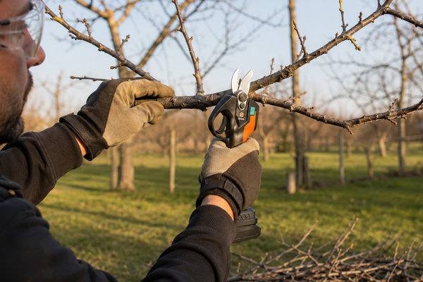 Why Most People Are Pruning Their Trees at the Wrong Time (And What to Do Instead)